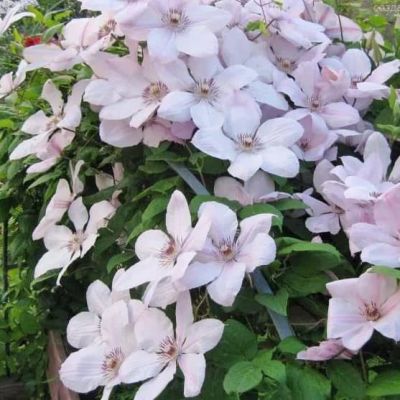 Клематис Иоанн Павел II Клематис Иоанн Павел II фото