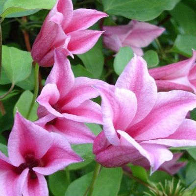 Клематис Дачес оф Албани Клематис Дачес оф Албани фото