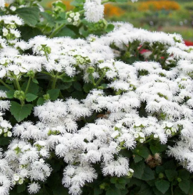 Агератум Белый Шар Агератум Белый Шар фото