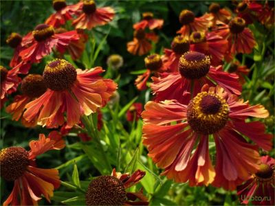 Гелениум Меранти - Dolina-Sad.Ru