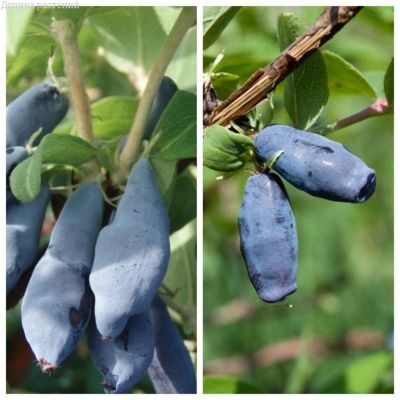 Комплект жимолости Комплект жимолости фото