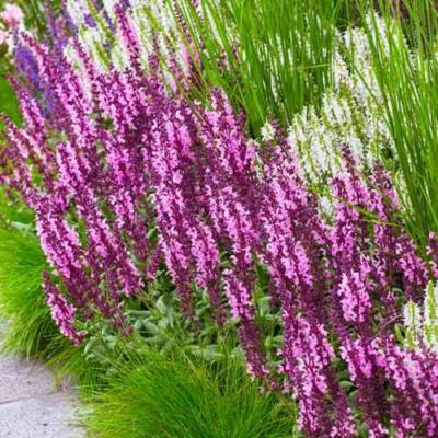 Шалфей дубравный Сенсейшн Компакт Роуз - Dolina-Sad.Ru