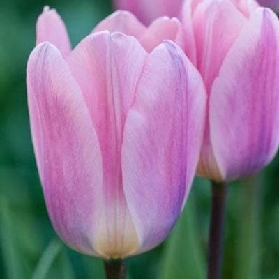 Тюльпан Лайт энд Дрими Тюльпан Лайт энд Дрими фото