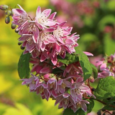 Дейция Страуберри Филдс фото