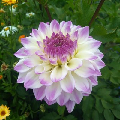 Георгина Хапет Блю Айз (Гиганты) Георгина Хапет Блю Айз (Гиганты) фото