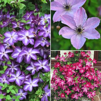 Микс клематисов Весенняя Рапсодия Микс клематисов Весенняя Рапсодия - Dolina-Sad.Ru