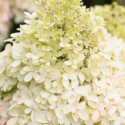 Гортензия метельчатая Роял Флауэр, С2 Гортензия метельчатая Роял Флауэр, С2 - Dolina-Sad.Ru