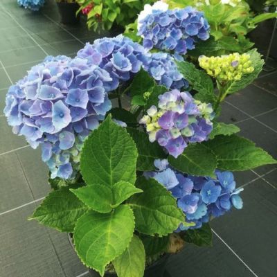 Гортензия крупнолистная Ксиан Гортензия крупнолистная Ксиан - Dolina-Sad.Ru