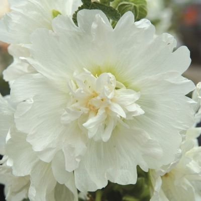 Шток-Роза Спринг Селебрейтис Уайт Шток-Роза Спринг Селебрейтис Уайт - Dolina-Sad.Ru