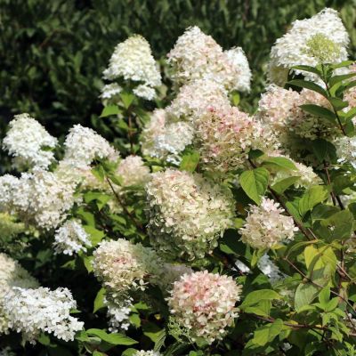Гортензия метельчатая Краска Лесково - Dolina-Sad.Ru