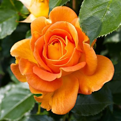 Роза Дорис Тистерман Роза Дорис Тистерман фото