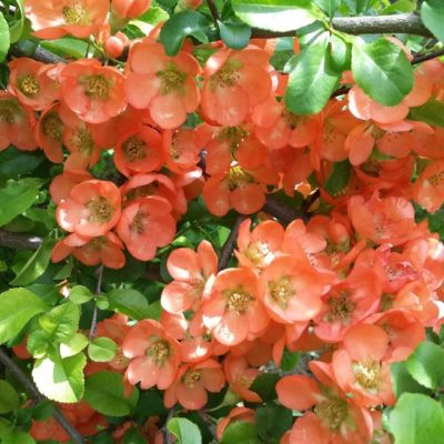 Айва средняя Салмон Горизон Айва средняя Салмон Горизон - Dolina-Sad.Ru