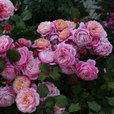 Роза П.Ж. Редут Роза П.Ж. Редут - Dolina-Sad.Ru