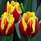 Тюльпан Денмарк Тюльпан Денмарк фото