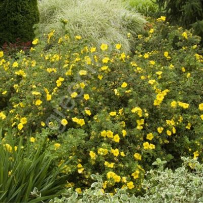 Лапчатка кустарниковая, С3 - Dolina-Sad.Ru