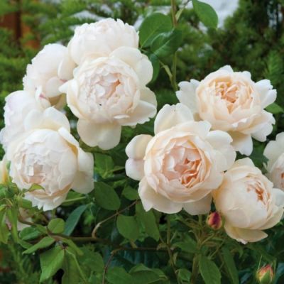 Роза Френч Брекфаст Роза Френч Брекфаст - Dolina-Sad.Ru