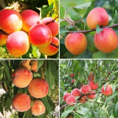 Комплект Абрикос+Персик Комплект Абрикос+Персик фото