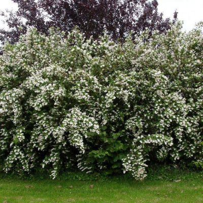 Дейция шершавая, С3 - Dolina-Sad.Ru