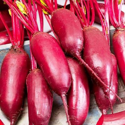 Свекла Мона фото