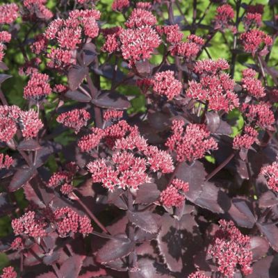 Седум Чоколэт Черри Седум Чоколэт Черри - Dolina-Sad.Ru