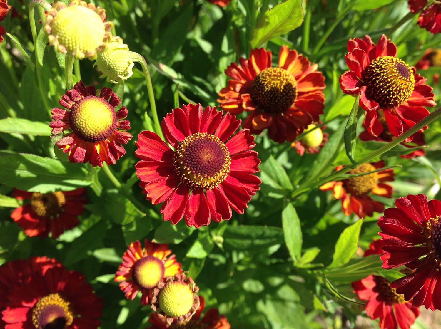 Гелениум Меранти - Dolina-Sad.Ru