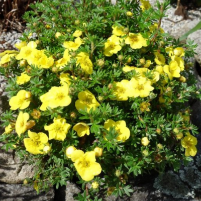 Лапчатка кустарниковая Кобольд Лапчатка кустарниковая Кобольд фото