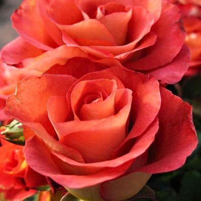 Роза Леонидас - Dolina-Sad.Ru