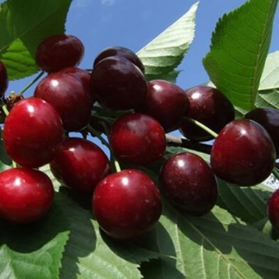 Черешня Ревна Черешня Ревна фото