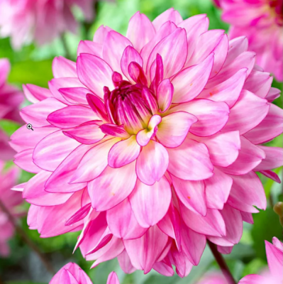 Георгина Синсерити Георгина Синсерити фото