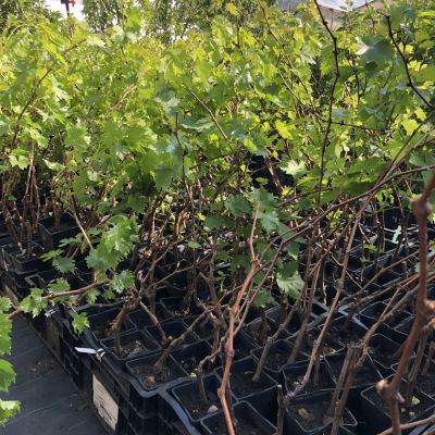 Виноград Первозванный Виноград Первозванный фото