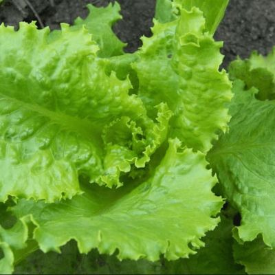 Салат Кучерявец Одесский Салат Кучерявец Одесский фото