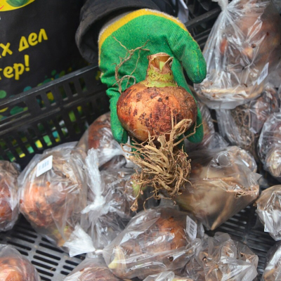 Амариллис Фэнтези Амариллис Фэнтези - Dolina-Sad.Ru