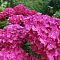 Гортензия крупнолистная Претти Пинк - Dolina-Sad.Ru