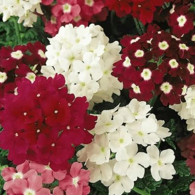 Вербена гибридная Маджента фото