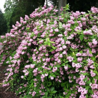 Дейция гибридная Пинк Пом-Пом фото