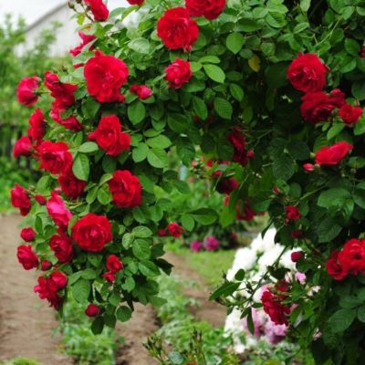 Роза Энцелад Роза Энцелад - Dolina-Sad.Ru