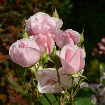 Роза Пинк пилар - Dolina-Sad.Ru