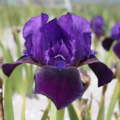 Ирис Литтл Шадоу Ирис Литтл Шадоу - Dolina-Sad.Ru