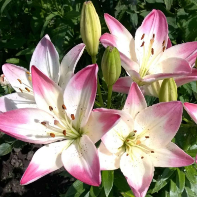 Лилия Леви Лилия Леви фото