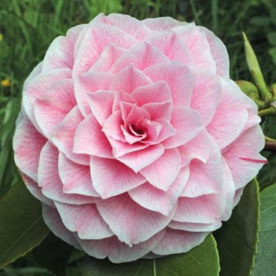 Камелия японская Бономиана Камелия японская Бономиана - Dolina-Sad.Ru