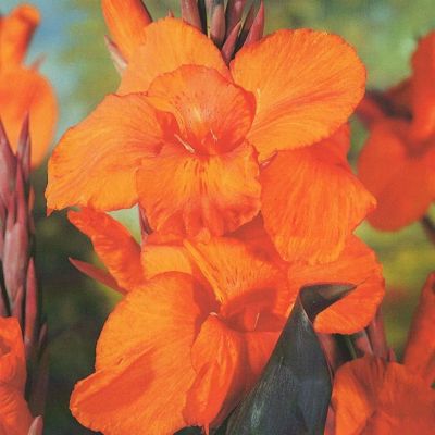 Канна Вайоминг Канна Вайоминг - Dolina-Sad.Ru