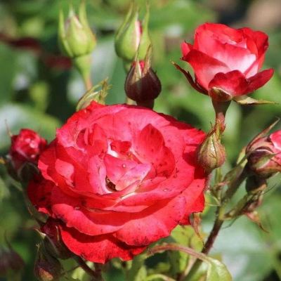 Роза Плантэн ун блюэн Роза Плантэн ун блюэн фото