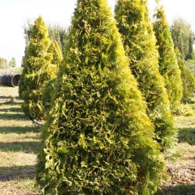 Туя западная Ауресценс Туя западная Ауресценс фото