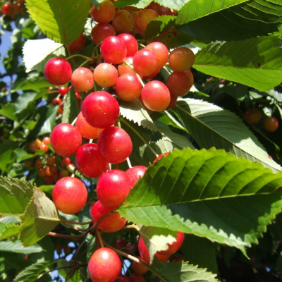Черешня Брянская Розовая Черешня Брянская Розовая фото