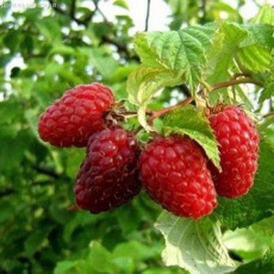 Малиновое дерево Крепыш - 2 шт. Малиновое дерево Крепыш - 2 шт. фото