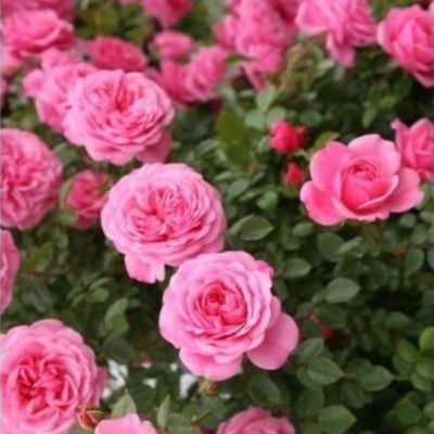 Роза Ева Роза Ева - Dolina-Sad.Ru