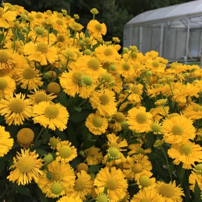 Гелениум Дабл Трабл Гелениум Дабл Трабл - Dolina-Sad.Ru