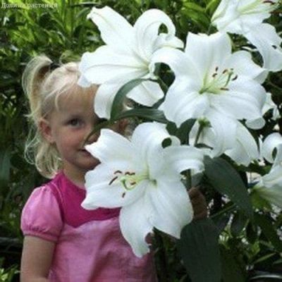 Лилия Касабланка Лилия Касабланка фото