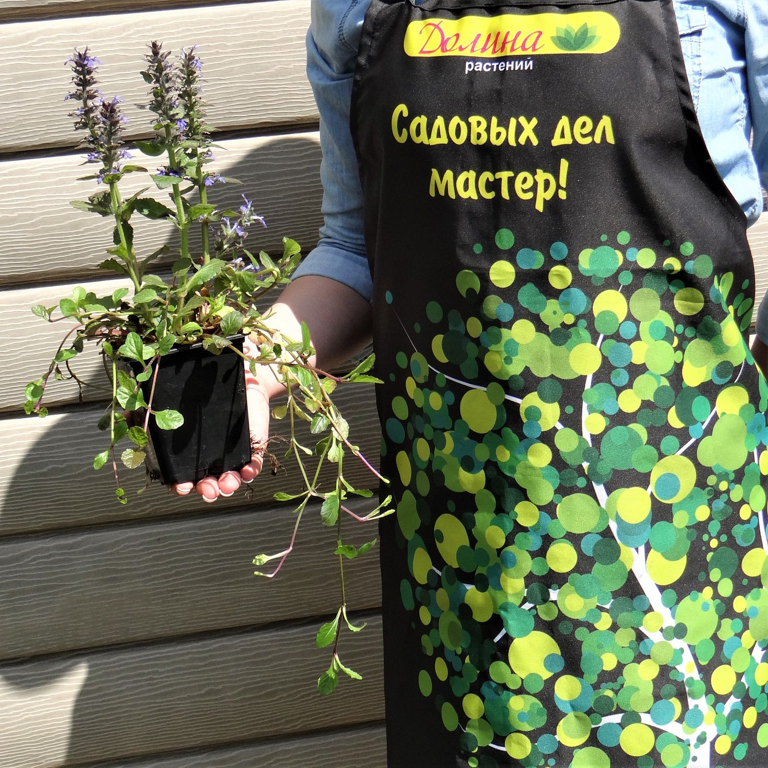 Живучка ползучая "Катлинс Джайянт" Живучка ползучая "Катлинс Джайянт" фото