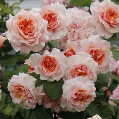 Роза Френч Брекфаст Роза Френч Брекфаст - Dolina-Sad.Ru